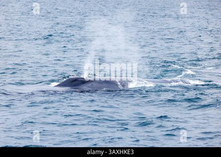 Blauwal, Balaenoptera musculus, tritt an der Oberfläche auf, um Luft durch sein Blowhole auszuscheiden. Das Meeressäuger ist das größte Tier auf dem Planeten und wird dort gesehen Stockfoto