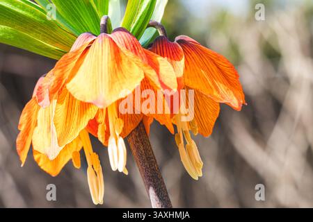 Sonniger Tag im April. Wunderschöne orangene Blüten des Kaiserlichen Fritillariums, Fritillaria imperialis (auch bekannt als Krone imperial und Kaiserkrone) blo Stockfoto