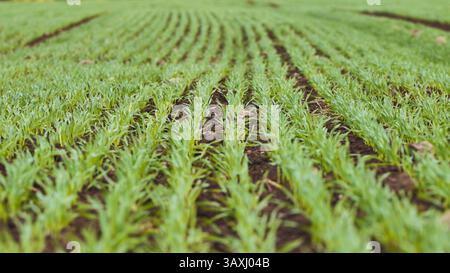 Reihen junger Weizenpflanzen, die auf einem Feld wachsen und die Landwirtschaft, Landwirtschaft und Nahrungsmittelproduktion repräsentieren Stockfoto