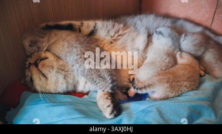 Mutterkatze, die neugeborene Kätzchen pflegt, auf einer weichen Decke ruht und eine warme, pflegende Umgebung schafft Stockfoto