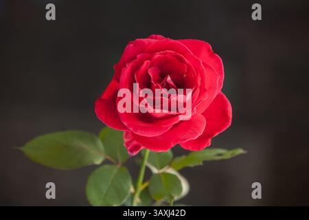 Einzelne rote Rose isoliert auf schwarzem 16609 Stockfoto