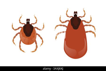 Zwei Milben, blutsaugende Parasiten, auf weißem Hintergrund, gefährden Krankheiten Stock Vektor