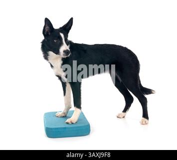 Welpen Border Collie vor weißem Hintergrund Stockfoto