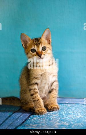 Porträt eines grau gestreiften Kätzchens. Er sitzt und schaut in die Kamera. Stockfoto