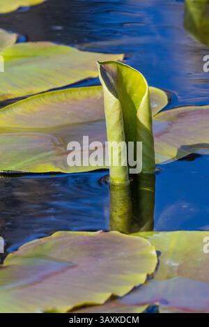Yellow Pond Lily, Nuphar polysepala, im Teich entlang des McLane Creek Nature Trail, Olympic Peninsula, Washington State, USA Stockfoto