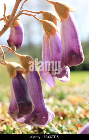 Paulownia tomentosa. Markante malvenfarbene Blüten des im Frühjahr blühenden Fuchshandschuhbaums. UK Stockfoto