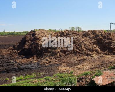 Riesiger Haufen Pferdemist, der hoch auf dem Feld gestapelt ist, um für Gartenkompost zu verrotten Stockfoto