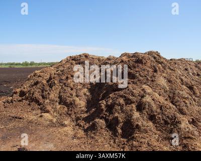 Riesiger Haufen Pferdemist, der hoch auf dem Feld gestapelt ist, um für Gartenkompost zu verrotten Stockfoto