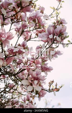 Die zarten rosa Magnolienblüten blühen bei natürlichem Tageslicht vor hellem Himmel. Ideal für frühlingshafte Grafiken, florale Hintergründe und romantische Konzepte Stockfoto