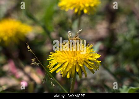 Biene bedeckt mit Pollen von einem gelben Löwenzahn, der aus nächster Nähe darauf steht Stockfoto