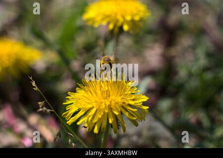 Biene bedeckt mit Pollen von einem gelben Löwenzahn, der aus nächster Nähe darauf steht Stockfoto