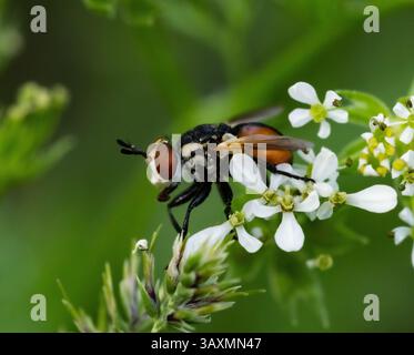 Das Bild zeigt eine Nahaufnahme einer Scathophaga-Fliege, die auf kleinen weißen Blumen sitzt. Die Fliege ist orange und schwarz gefärbt, hat große Augen und einen transparenten Gewinn Stockfoto