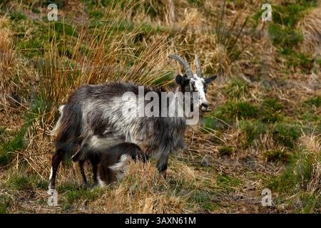 Wilde Bergziegen im Hochland Schottlands Stockfoto