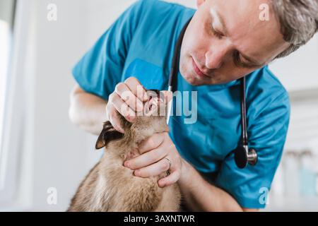 Zahnärztliche Untersuchung in der Tierklinik durch einen Tierarzt, um die Zahngesundheit der schönen Bengalkatze zu bestimmen. Stockfoto