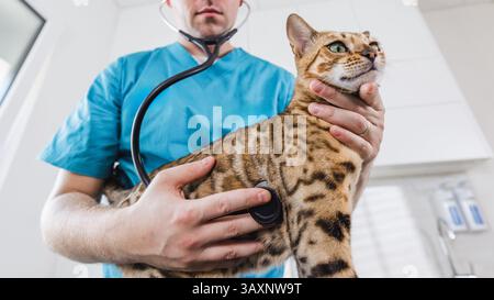 Männlicher Tierarzt mit Stethoskop während einer Gesundheitsuntersuchung der schönen bengalischen Katze in einer Tierklinik. Stockfoto