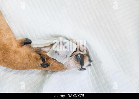 Tierärztliche Untersuchung und Behandlung verletzter Hundepfoten in der Tierarztpraxis Stockfoto