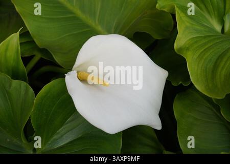 Einzelne weiße Calla-Lilie und umliegende grüne Blätter. Schöne weiße Lilienblüte Stockfoto
