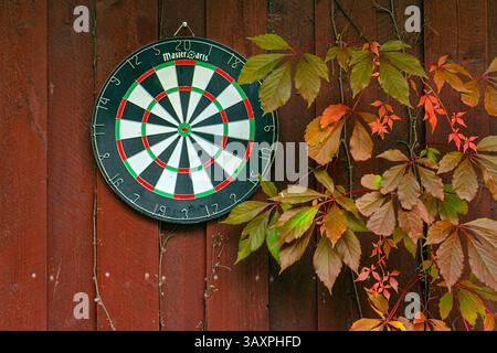 Dartspiel im Freien an der schwedischen roten Holzwand. Virginia Creeper an der Wand neben dem Spiel. Stockfoto