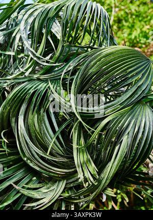Abstrakte Nahaufnahme neuer, frischer grüner Tropenpalmblätter im strahlenden Sonnenlicht Stockfoto