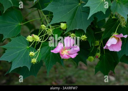 Große rosafarbene Blüten von Hibiscus mutabilis im Garten, auch bekannt als die Konföderierte Rose, Dixie rosemallow, Baumwollrose oder Baumwollrosemallow. Summe Stockfoto