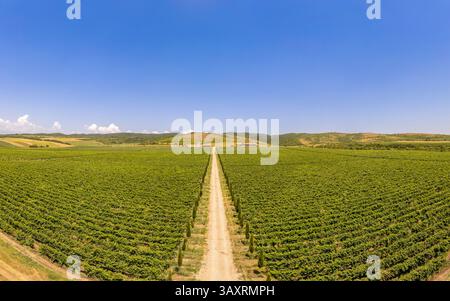 Panoramablick auf endlose Reihen grüner Weinberge. Üppige Weinreben erstrecken sich weit und breit über georgianische Länder. Straße mit Zypressen Stockfoto