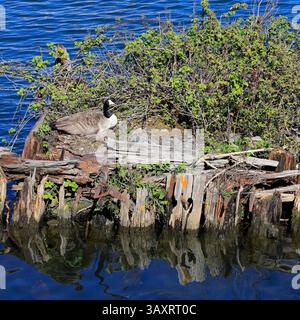Kanadische Gänse (Branta canadensis) nistet auf einer kleinen Insel in Cardiff Bay, Cardiff, Südwales, Vereinigtes Königreich. Vom April 2025 im Frühjahr Stockfoto