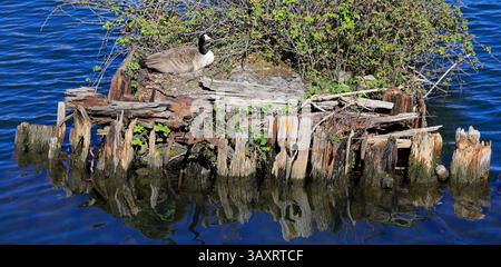 Kanadische Gänse (Branta canadensis) nistet auf einer kleinen Insel in Cardiff Bay, Cardiff, Südwales, Vereinigtes Königreich. Vom April 2025 im Frühjahr Stockfoto