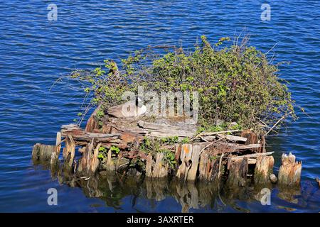 Kanadische Gänse (Branta canadensis) nistet auf einer kleinen Insel in Cardiff Bay, Cardiff, Südwales, Vereinigtes Königreich. Vom April 2025 im Frühjahr Stockfoto