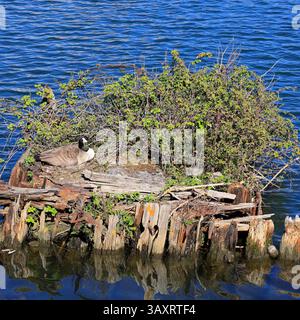 Kanadische Gänse (Branta canadensis) nistet auf einer kleinen Insel in Cardiff Bay, Cardiff, Südwales, Vereinigtes Königreich. Vom April 2025 im Frühjahr Stockfoto