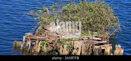 Kanadische Gänse (Branta canadensis) nistet auf einer kleinen Insel in Cardiff Bay, Cardiff, Südwales, Vereinigtes Königreich. Vom April 2025 im Frühjahr Stockfoto