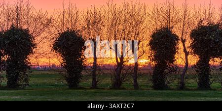 Goldener Sonnenuntergang, der durch die pollard Weiden in Niederholland, Niederlande, blickt. Eine ruhige ländliche Szene mit frischen grünen Blättern und sanftem Abendlicht. Stockfoto