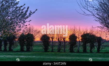 Goldener Sonnenuntergang, der durch die pollard Weiden in Niederholland, Niederlande, blickt. Eine ruhige ländliche Szene mit frischen grünen Blättern und sanftem Abendlicht. Stockfoto