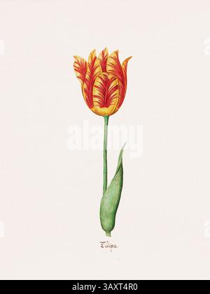 Antike Aquarellblume Illustration aus einem deutschen botanischen Buch aus dem Jahr 1692. Detaillierte Darstellungen der Flora der gemäßigten Zone. Stockfoto