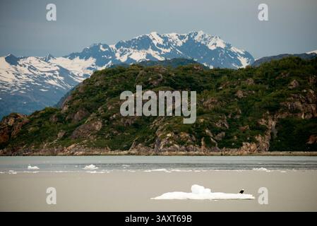 30. Juni 2016 – Juneau, Alaska, USA – Glacier Bay National Park Alaska USA. Tarr Inlet im Glacier Bay National Park. Der Margerie Glacier ist ein 34 km langer Gezeitenwassergletscher in der Glacier Bay in Alaska und ist Teil des Glacier Bay National Park and Preserve. Er beginnt am Südhang des Mount Root an der Grenze zwischen Alaska und Kanada in der Fairweather Range und fließt südöstlich und nordöstlich zum Tarr Inlet. Benannt wurde sie nach dem berühmten französischen Geographen und Geologen Emmanuel de Margerie (1862â€„1953), der 1913 die Glacier Bay besuchte. Sie ist ein integraler Bestandteil der Glacier Bay, die deklariert wurde Stockfoto