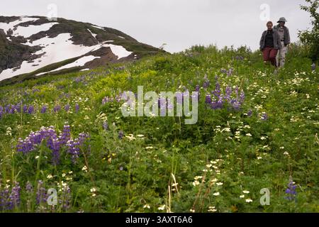 30. Juni 2016 - Juneau, Alaska, USA - Ein Tourist in Mount Roberts. Trekking von der Mt. Roberts Tramway, Juneau. Alaska. Das oberste Terminal der Straßenbahn befindet sich auf einem Turm und bietet einen spektakulären Blick auf die Stadt Juneau und den Gastineau Channel, Douglas Island und die Gemeinde Douglas im Westen, die Chilkat Mountain Range im Norden und Kupreanof Island im Süden. Der Terminalsteig wird durch die Skybridge mit dem Bergrücken des Mount Roberts verbunden, die zu den Gipfelanlagen führt. Das Hauptgebäude umfasst die Timberline Bar & Grill und das Chilkat Theater mit informativen fiction Stockfoto