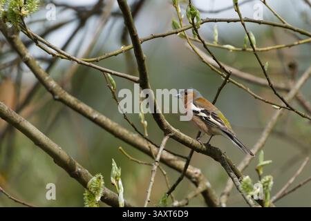 Fringilla Coelebs alias Common Chaffinch, die auf dem Baumzweig thronten. Gewöhnlicher Vogel in der Tschechischen republik. Die Natur der Tschechischen republik. Stockfoto