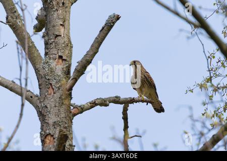 Falco Tinnunkulus alias gewöhnlicher Turmfalke, der auf dem Baum thront. Gewöhnlicher Raubvogel in Tschechien. Isoliert auf blauem Himmel Hintergrund. Stockfoto