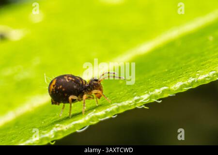 Eine Collembola (Springschwanz), die auf einem Blatt ruht und ihre winzige Größe und Bedeutung für den Abbau organischer Stoffe in natürlichen Lebensräumen demonstriert. Stockfoto