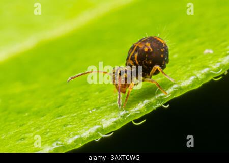 Eine Collembola (Springschwanz), die auf einem Blatt ruht und ihre winzige Größe und Bedeutung für den Abbau organischer Stoffe in natürlichen Lebensräumen demonstriert. Stockfoto