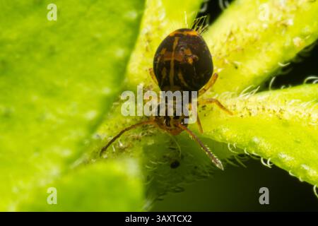Eine Collembola (Springschwanz), die auf einem Blatt ruht und ihre winzige Größe und Bedeutung für den Abbau organischer Stoffe in natürlichen Lebensräumen demonstriert. Stockfoto