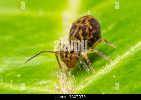 Eine Collembola (Springschwanz), die auf einem Blatt ruht und ihre winzige Größe und Bedeutung für den Abbau organischer Stoffe in natürlichen Lebensräumen demonstriert. Stockfoto
