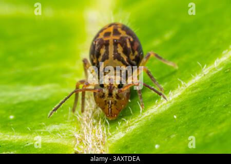 Eine Collembola (Springschwanz), die auf einem Blatt ruht und ihre winzige Größe und Bedeutung für den Abbau organischer Stoffe in natürlichen Lebensräumen demonstriert. Stockfoto