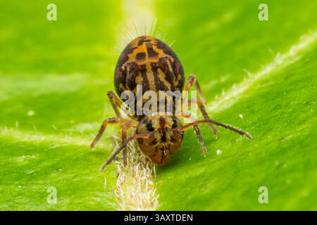 Eine Collembola (Springschwanz), die auf einem Blatt ruht und ihre winzige Größe und Bedeutung für den Abbau organischer Stoffe in natürlichen Lebensräumen demonstriert. Stockfoto