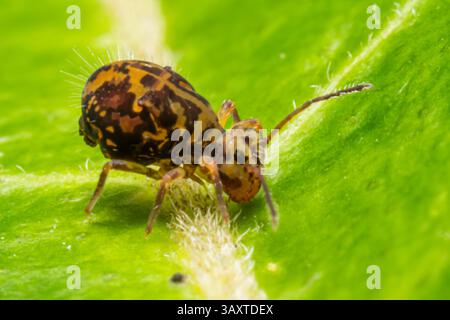 Eine Collembola (Springschwanz), die auf einem Blatt ruht und ihre winzige Größe und Bedeutung für den Abbau organischer Stoffe in natürlichen Lebensräumen demonstriert. Stockfoto