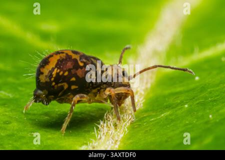 Eine Collembola (Springschwanz), die auf einem Blatt ruht und ihre winzige Größe und Bedeutung für den Abbau organischer Stoffe in natürlichen Lebensräumen demonstriert. Stockfoto