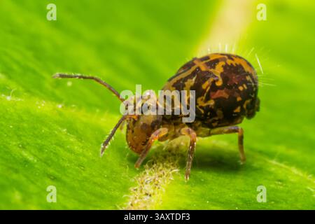 Eine Collembola (Springschwanz), die auf einem Blatt ruht und ihre winzige Größe und Bedeutung für den Abbau organischer Stoffe in natürlichen Lebensräumen demonstriert. Stockfoto
