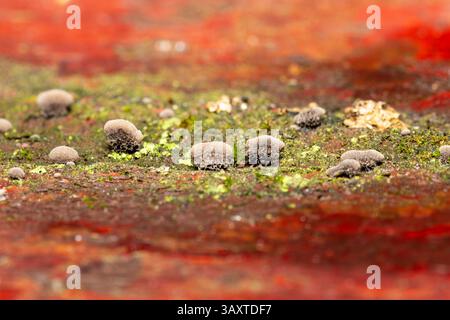 Resupinatus trichotis, ein Holzpilz, der auf einer Holzbank wächst und seine einzigartige Resupinatform in einer natürlichen Waldumgebung zeigt. Stockfoto