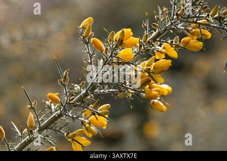 Die gelben Blumen von Ulex, gemeinhin als Gorse, Furze oder Whine bekannt, sind die Gattung der blühenden Pflanzen der Familie Fabaceae. Stockfoto
