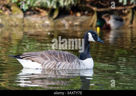 Eine Kanadians (Branta canadensis) schwimmt im Wasser und zeigt ihren ausgeprägten schwarzen Kopf und ihr weißes Kinnstück, während sie sich durch das Feuchtgebiet bewegt. Stockfoto