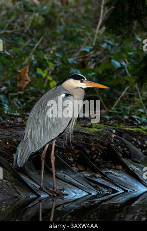 Ein Graureiher (Ardea cinerea) steht am Ufer des Wassers und wartet geduldig darauf, einen Fisch mit seinem scharfen Schnabel zu fangen. Stockfoto